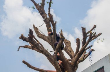  Bir yerleşim yerindeki ağacın dallarını testereyle kesmek.