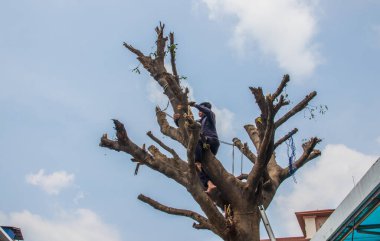 Bir yerleşim yerindeki ağacın dallarını testereyle kesmek.