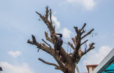  Bir yerleşim yerindeki ağacın dallarını testereyle kesmek.