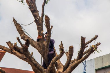 Bir yerleşim yerindeki ağacın dallarını testereyle kesmek.