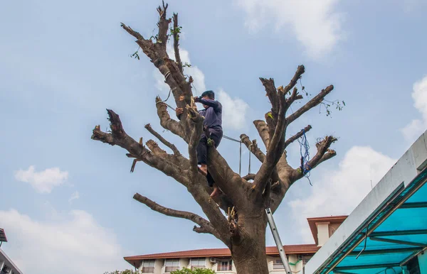  Bir yerleşim yerindeki ağacın dallarını testereyle kesmek.