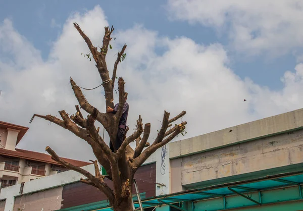  Bir yerleşim yerindeki ağacın dallarını testereyle kesmek.