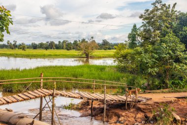 a beautiful landscape with rice fields and trees somewhere in Isaan in the east of Thailand Southeast Asia