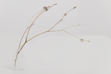 Beyaz masada kuru çiçekli vazo. Minimalist stil ev dekorasyonu. Basitlik ve sakinlik kavramı..