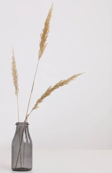 Wazon Suchymi Kwiatami Białym Stole Minimalistyczny Styl Dekoracji Wnętrz Domowych — Zdjęcie stockowe