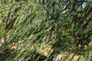 Söğüt ağacı dalları rüzgarda dallanıp budaklanıyor. Güzel dinamik doğa arkaplanı.