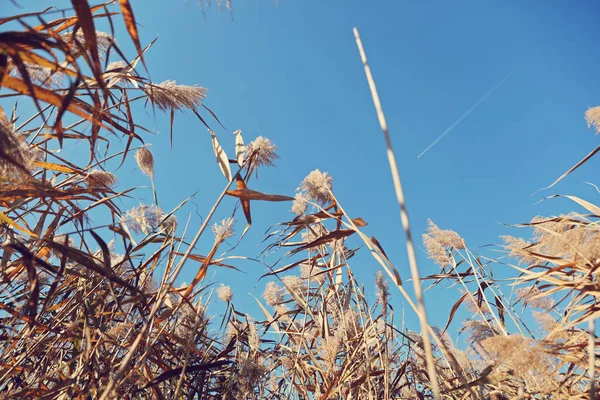 Dry Pampas Grass Blue Sky Calm Natural Background — Stock Photo, Image