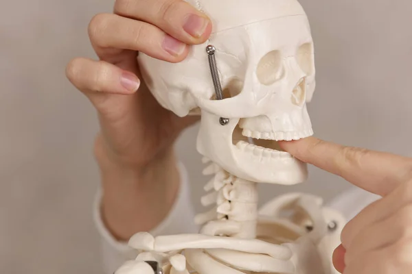 Állkapocs Ízületi Problémák Orvos Csontváz Modell Közelről Ortopéd Elmagyarázza Hátfájás — Stock Fotó