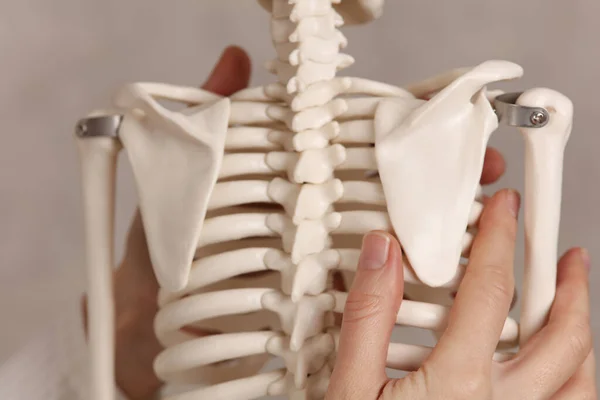 纯正的姿势 不均匀的肩膀 医生和骨骼模型紧密相连 — 图库照片