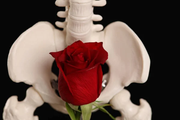 盛开的盆骨装饰着花朵 人体解剖学妇科 生育率 女性健康概念 图库图片