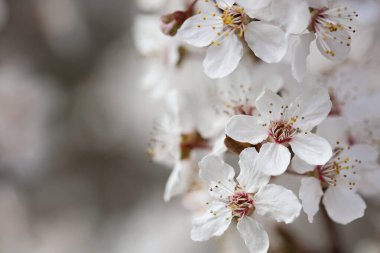 Kiraz çiçeği brunch 'ı çok yakın. Güzel çiçek arkaplanı