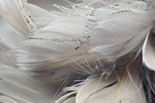 Gentle Sparkling Feather Background Close — Stock Photo, Image