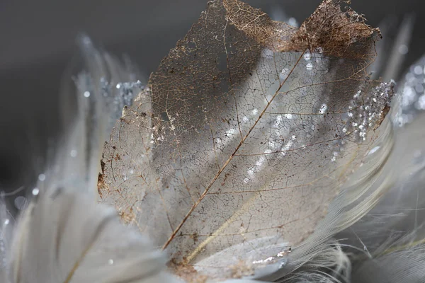 透明な乾燥葉と羽 美しい穏やかな背景 — ストック写真