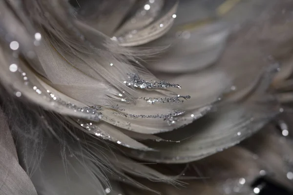 Gentle Sparkling Gray Feather Background Close Soft Focus — ストック写真