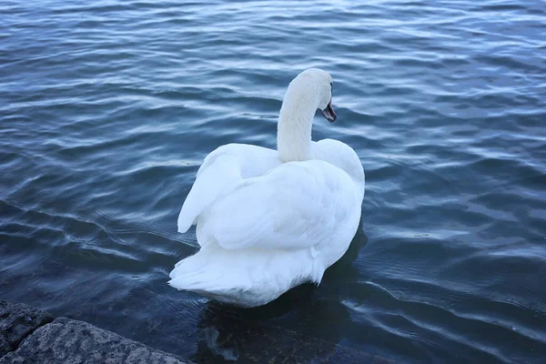 Cisne Branco Nadando Lago Conceito Elegância Sofisticação — Fotografia de Stock