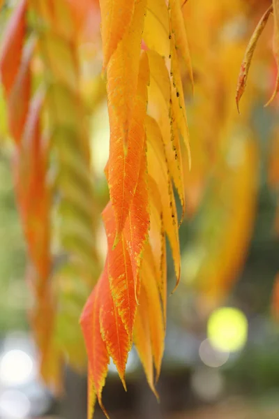 Красочное Осеннее Дерево Вблизи Красивые Осенние Обои Мягкий Фокус — стоковое фото
