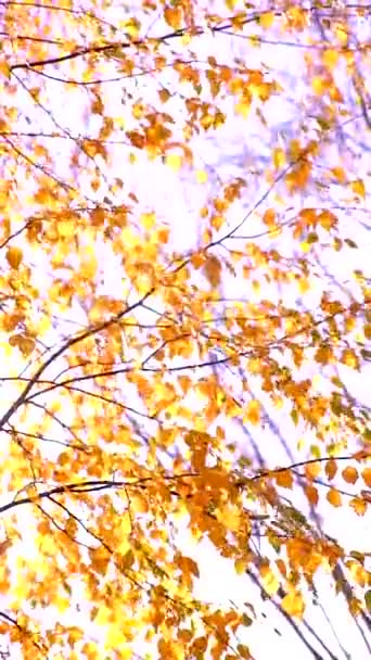 Ветви дерева с желтыми листьями раскачиваются на ветру в осенний день. Вертикальное видео — стоковое видео