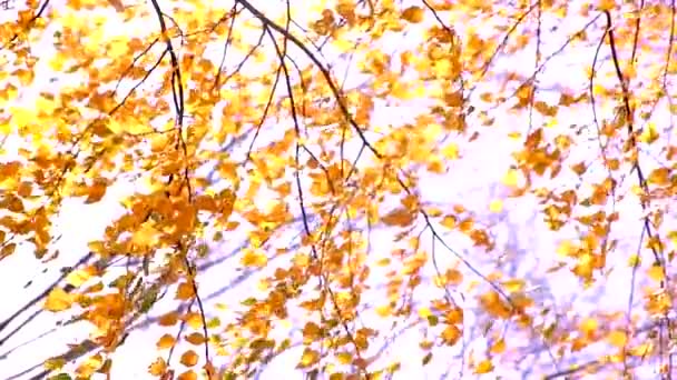 Les branches de l'arbre aux feuilles jaunes se balancent dans le vent un jour d'automne. Vidéo verticale — Video