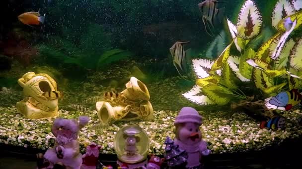 Vackert sötvattensakvarium med gröna växter och många fiskar. Sötvattensakvarium med en stor flock fisk. — Stockvideo