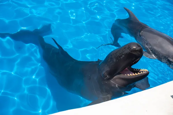 수족관에서 물에서 헤엄치고 돌고래 — 스톡 사진
