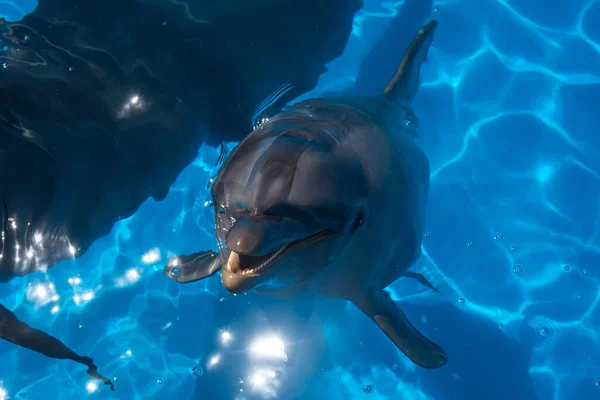 Dauphins Nageant Eau Bleue Dans Aquarium — Photo