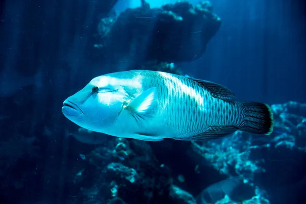 Глубоководная Рыба Акюре — стоковое фото