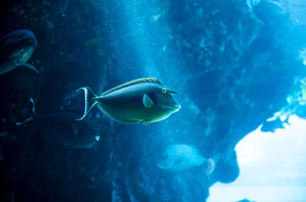 Глубоководная Рыба Акюре — стоковое фото