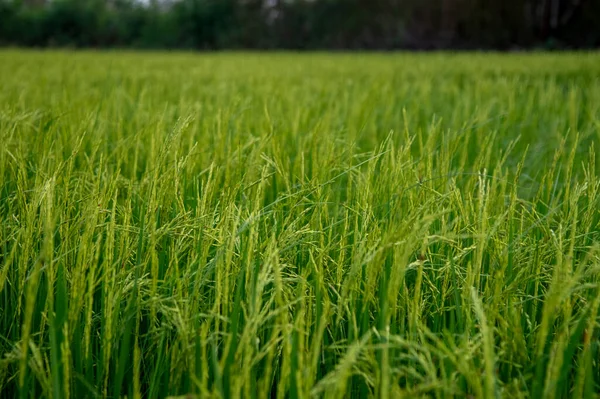 Tayland 'da yatay yeşil pirinç tarlası 