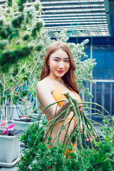 Schöne Sexy Asiatische Mädchen Die Der Indoor Gewächshausanlage Goldenen Bikini Stockfoto