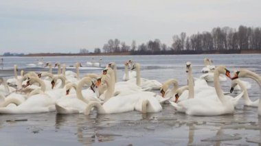 Bir grup beyaz kuğu kış nehrinde yüzüyor..