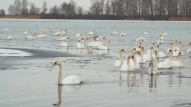 Bir grup beyaz kuğu kış nehrinde yüzüyor..