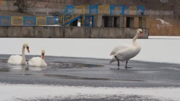 Um grupo de cisnes brancos emergem da água para um rio congelado — Vídeo de Stock