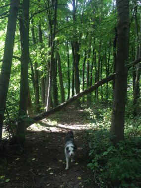 Border collie ormanda yürüyüşe çıktı.