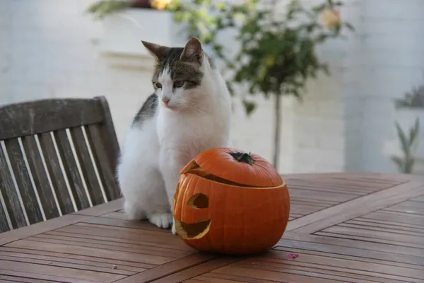 Cat Halloween Pumpkin — Stock Photo, Image