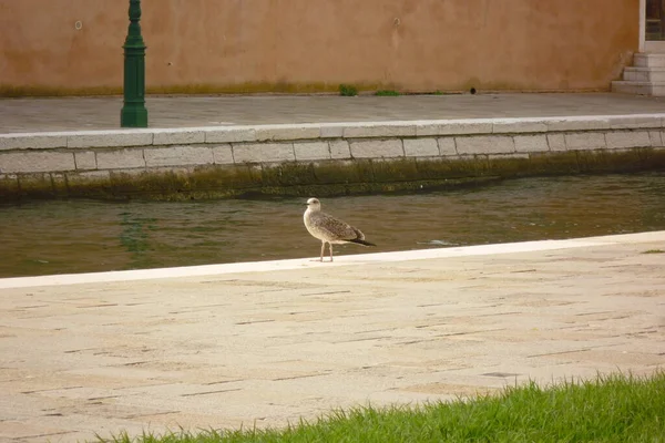 Uma Gaivota Veneza — Fotografia de Stock