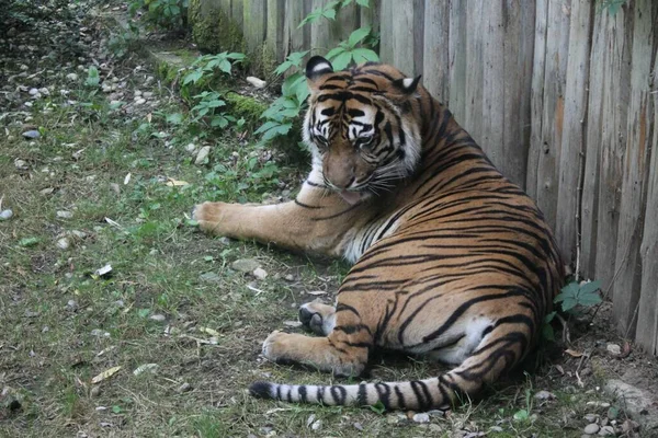 Tigre Tirado Suelo —  Fotos de Stock