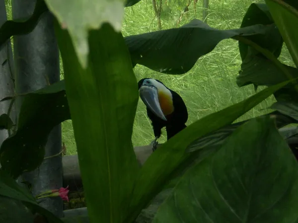 Yaprakların arasında saklanan bir tukan