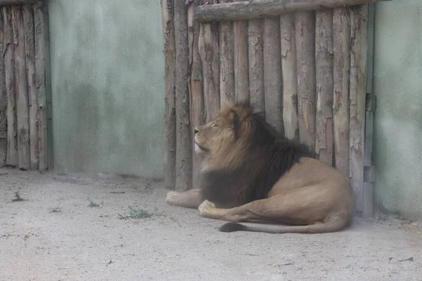 Vieux Lion Étendu Sur Sol — Photo