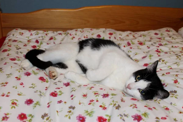 Ασπρόμαυρη Γάτα Κοιμάται Στο Κρεβάτι — Φωτογραφία Αρχείου