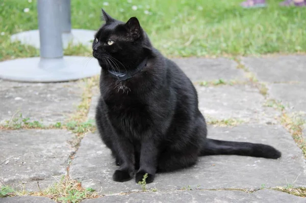 Μαύρη Γάτα Κάθεται Στον Κήπο — Φωτογραφία Αρχείου