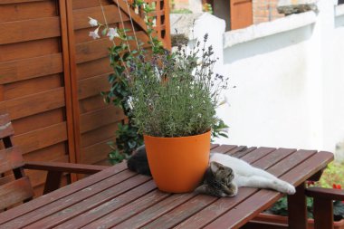 bir masada uyuyan kedi