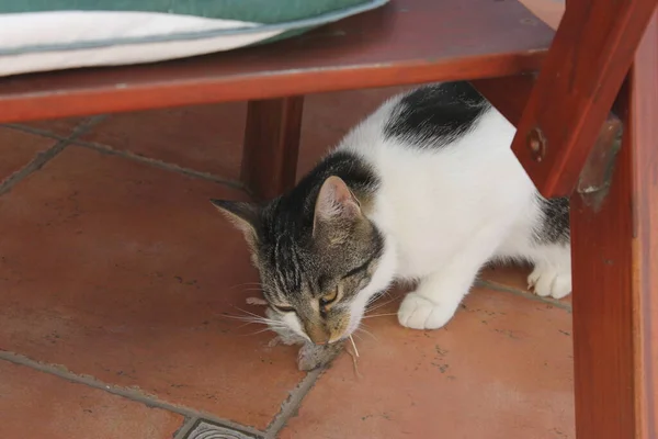 Gato Comer Rato — Fotografia de Stock