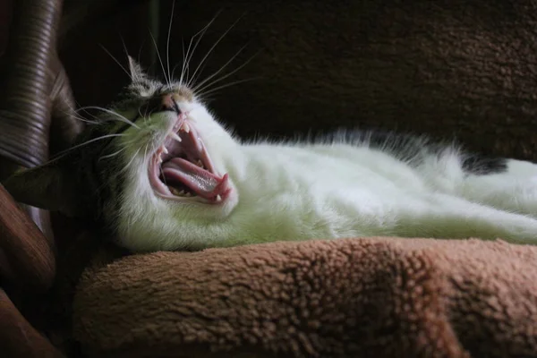 Cat Yawning Living Room — Stock Photo, Image