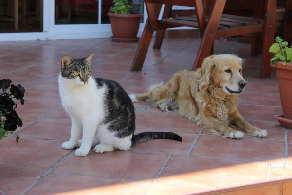 고양이와 스패니얼 — 스톡 사진