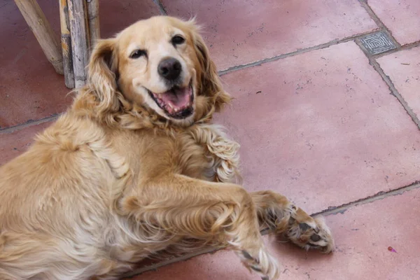 Closeup Golden Cockerspaniel Dog — Stock Photo, Image
