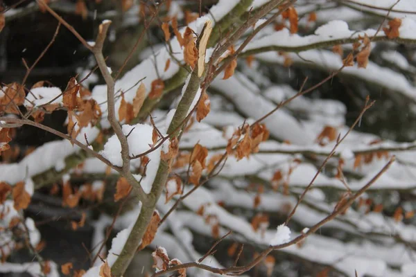 Detail Eines Baumes Mit Schnee — Stockfoto
