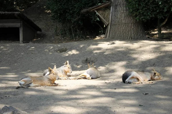 Familj Till Kapybarer Djurparken — Stockfoto