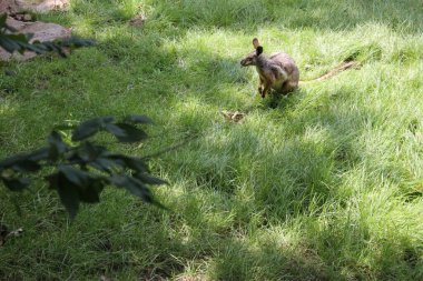 Küçük kanguru çimlerde