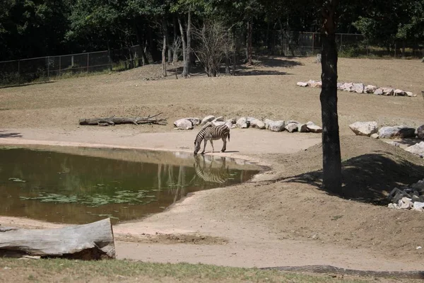 Lilla Zebra Sin Hydda — Stockfoto