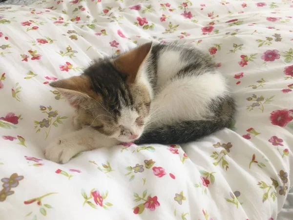 Pequeno Bebê Gatinho Dormindo Cama — Fotografia de Stock